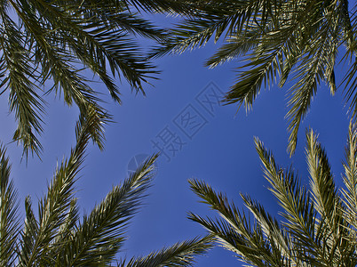向上看棕榈树木树叶绿色蓝色背景图片