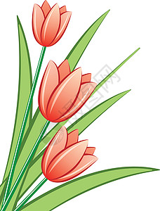 红色郁金香的矢量背景图片