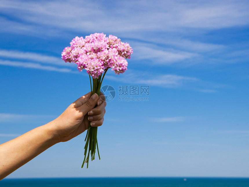 野向花朵蓝色野花天空奉献香水女孩女士女性阳光图片