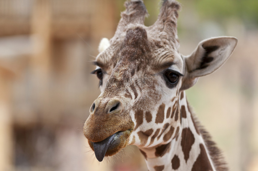 带舌头的拉法动物园动物野生动物水平图片