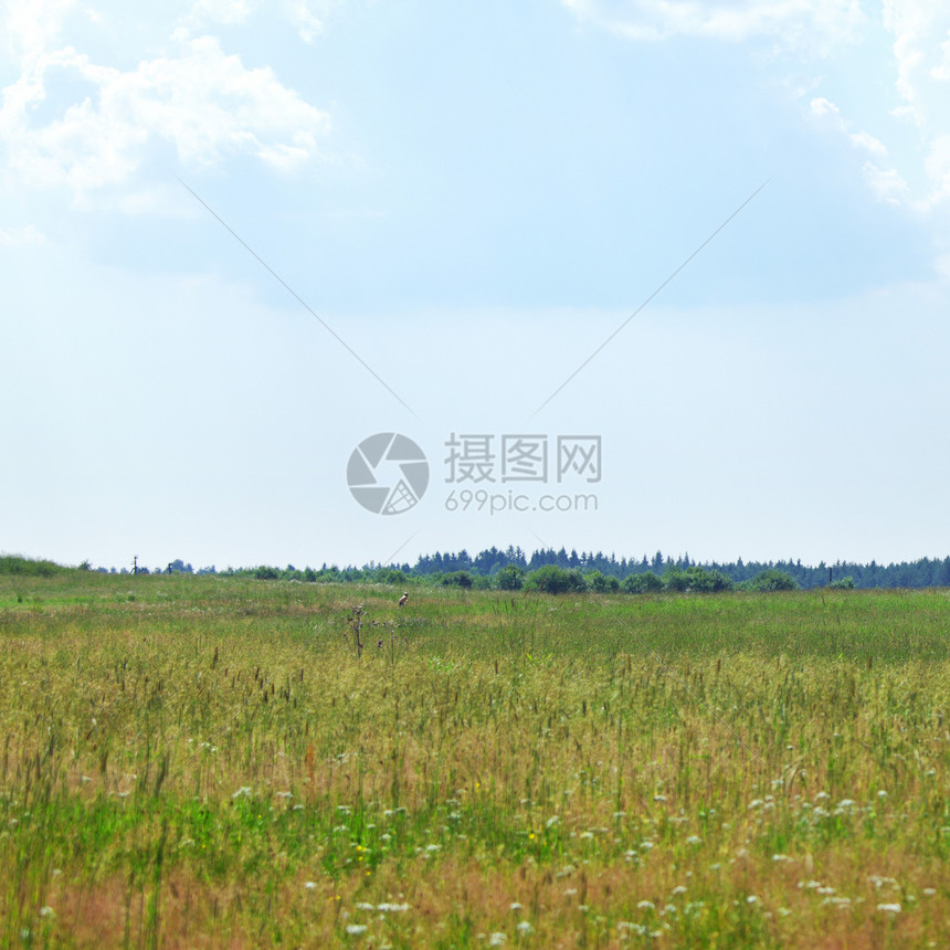 绿绿地农村阳光草地植物树木农场土地牧场远景草原图片