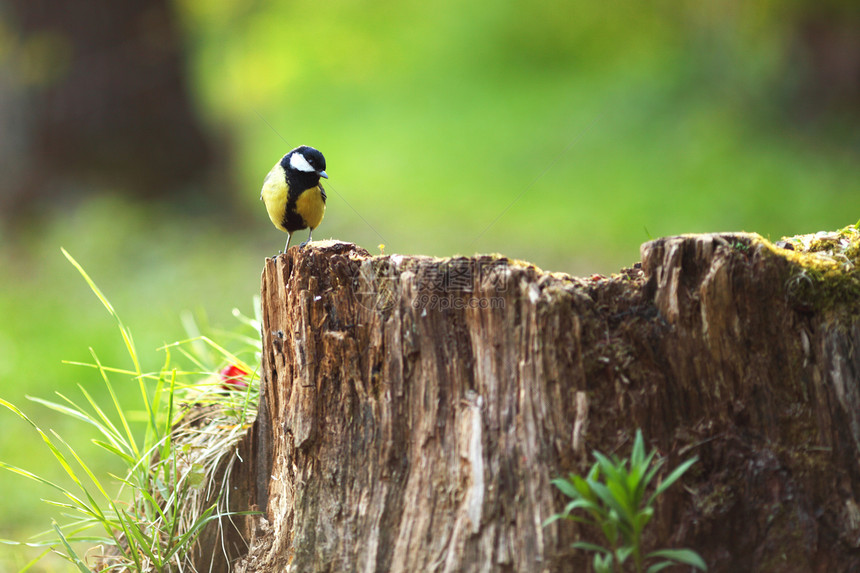 鸡尾酒坐在树桩上野生动物地球花束卡片环境观鸟问候语树木山雀图片