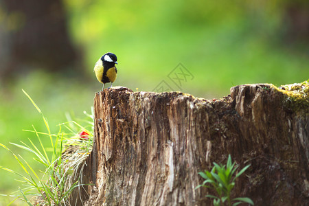 鸡尾酒坐在树桩上野生动物地球花束卡片环境观鸟问候语树木山雀背景图片