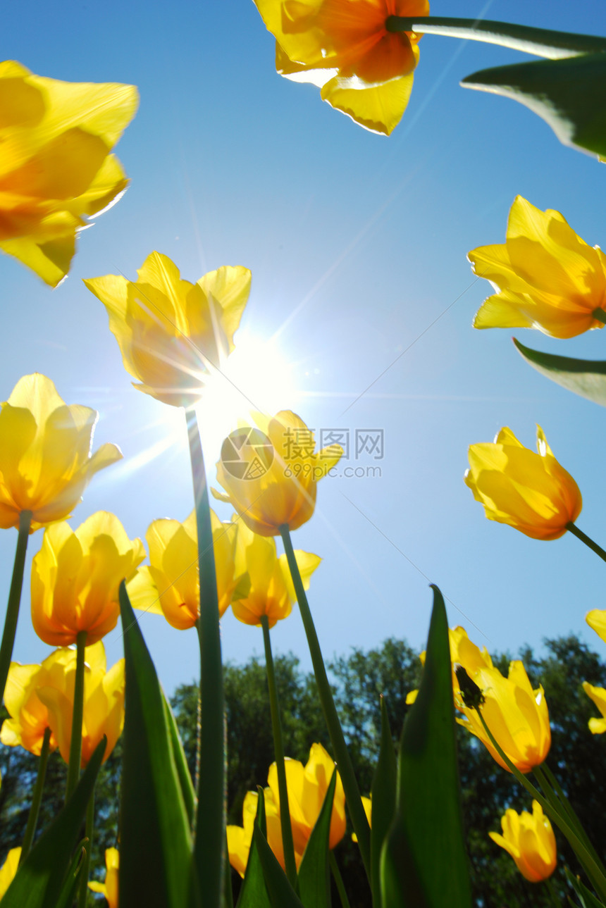 黄色的郁金香对天场地叶子植物团体生长植物群生活橙子蓝色天空图片