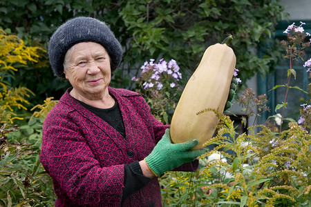 园丁绿色闲暇爱好退休乡村成人花园南瓜女性老年人背景图片