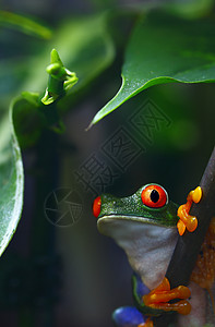 绿色树蛙红眼树蛙动物红色眼睛青蛙丛林雨林热带绿色植物野生动物背景