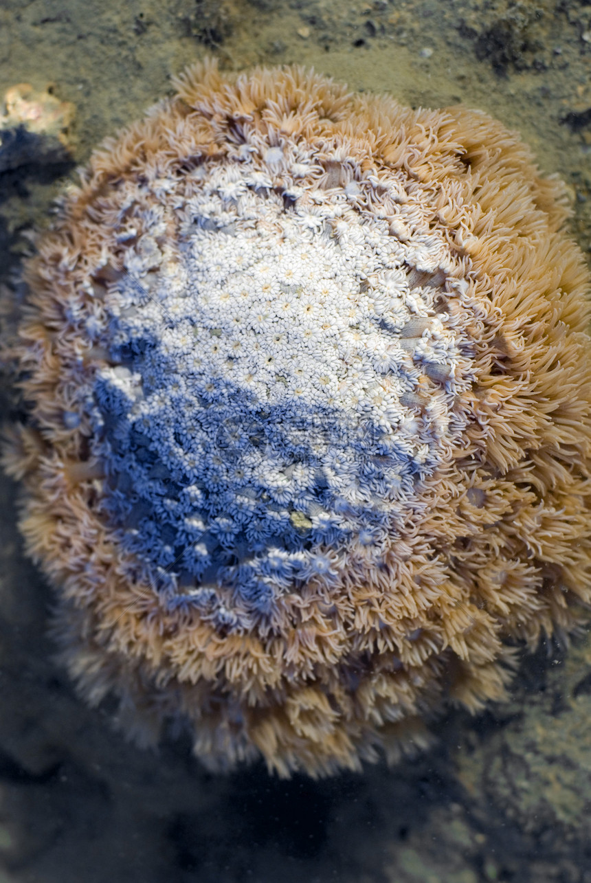 巨柱珊瑚图片