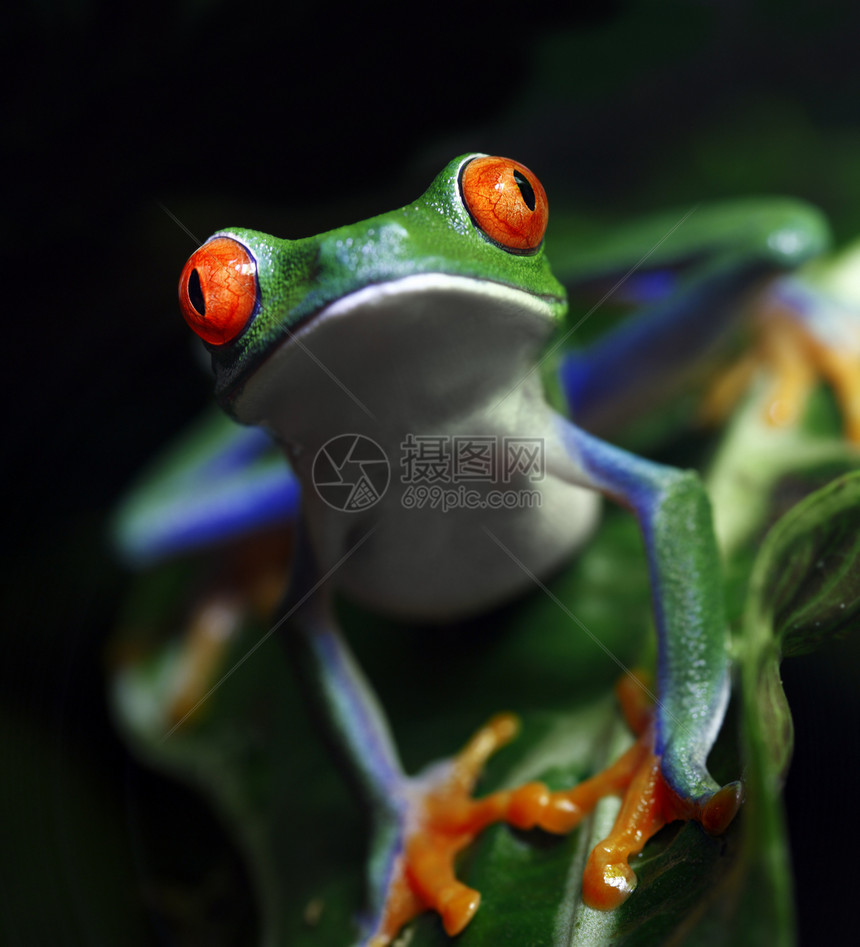 红眼树蛙青蛙两栖植物野生动物动物绿色丛林眼睛雨林热带图片