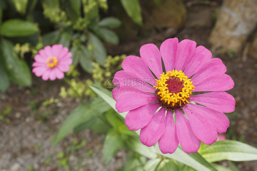 齐尼娅埃莱根斯花花瓣绿色热带花园粉色花头植物学公园植物图片