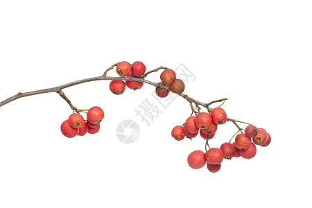 hawthorn植物红色山楂宏观水果背景图片