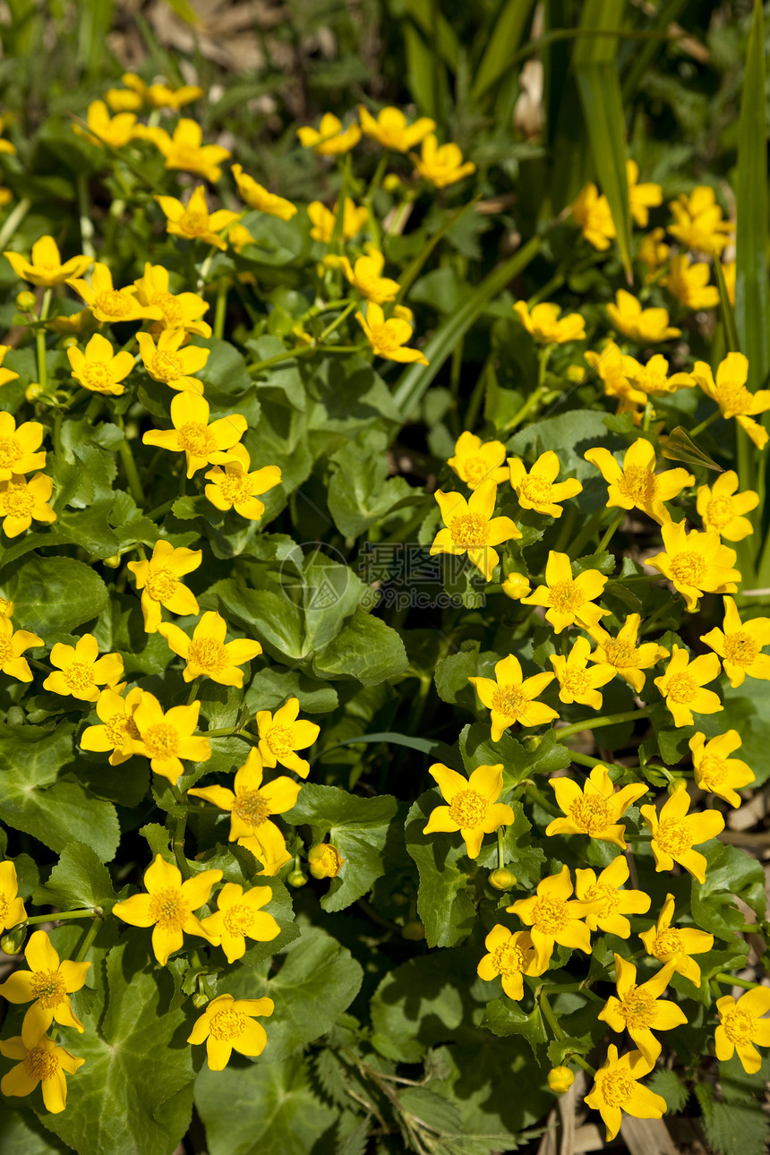 马什马里戈尔德花瓣毛茛野花宏观花序黄色植物叶子图片