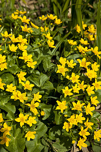 马什马里戈尔德花瓣毛茛野花宏观花序黄色植物叶子背景图片