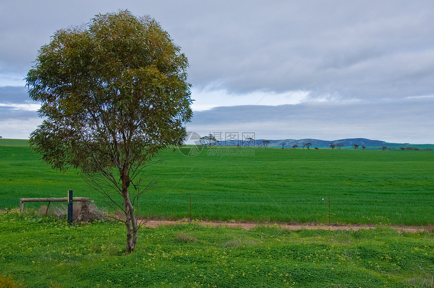 澳洲地貌风景树木环境旅行红色公园领土风车旅游绿色图片