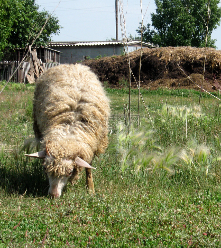 牧羊在草地上农场乡村季节动物绿色农村图片