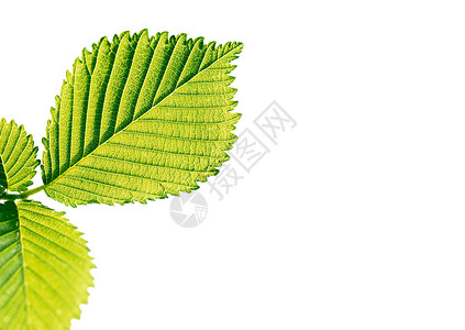 绿叶特写叶子框架静脉生长环境宏观绿色植物柠檬飞沫背景图片