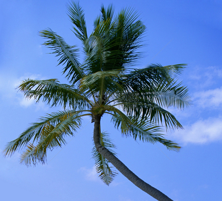 梦幻场景 白沙滩上美丽的棕榈树图片