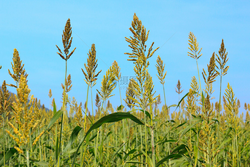 Milet 外地天空种子粮食收获谷物蓝色耳朵场地绿色乡村图片
