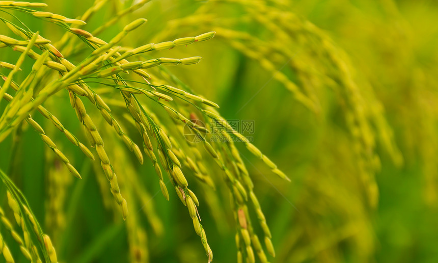 稻米田谷物粮食场地绿色种子游戏农场叶子生长农田图片