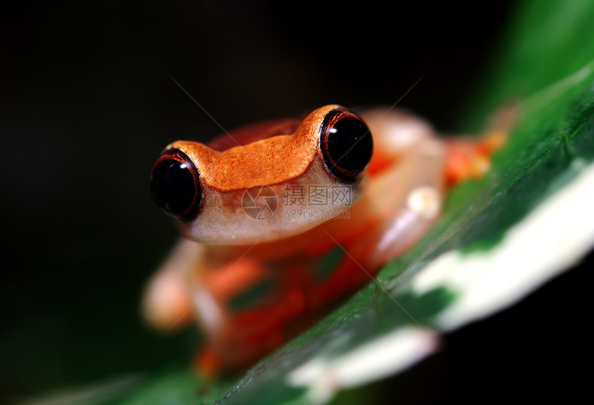 小丑树青蛙水平丛林宏观动物热带雨林橙子树蛙雨林植物气候图片