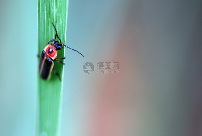 萤火虫石榴荧光甲虫宏观昆虫水平野生动物叶子图片