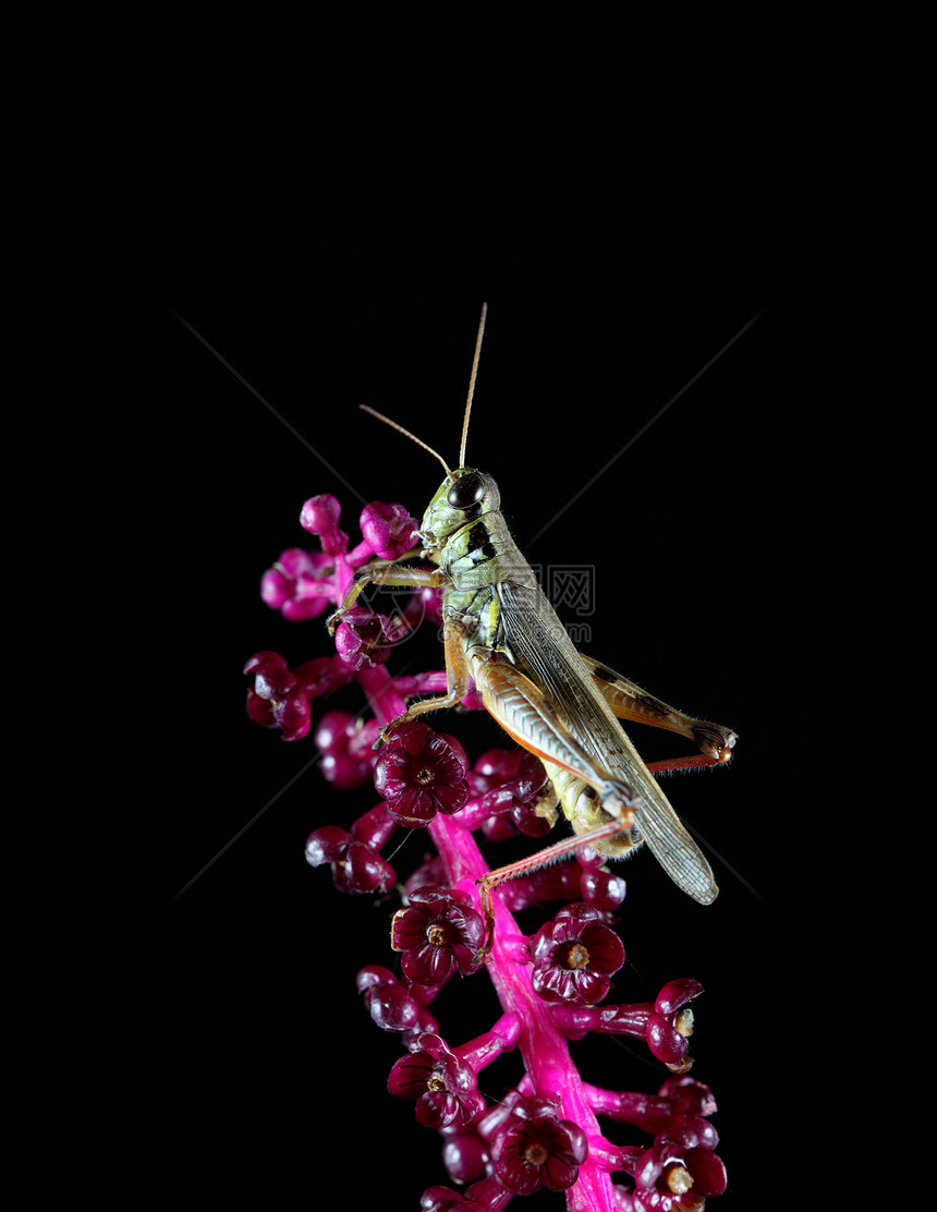 蚂蚱宏观蚱蜢害虫昆虫刺槐直翅目野生动物植物图片