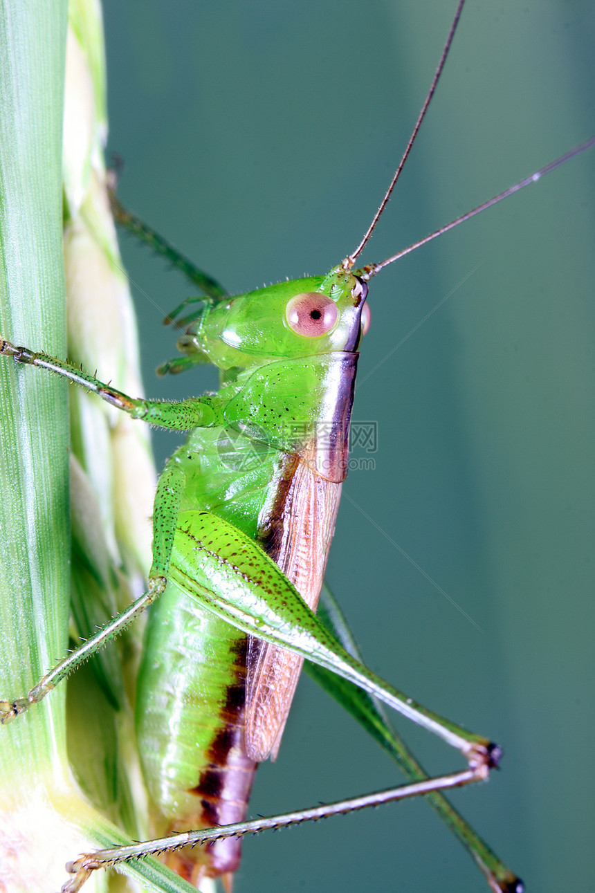 蚂蚱绿色直翅目野生动物宏观昆虫图片