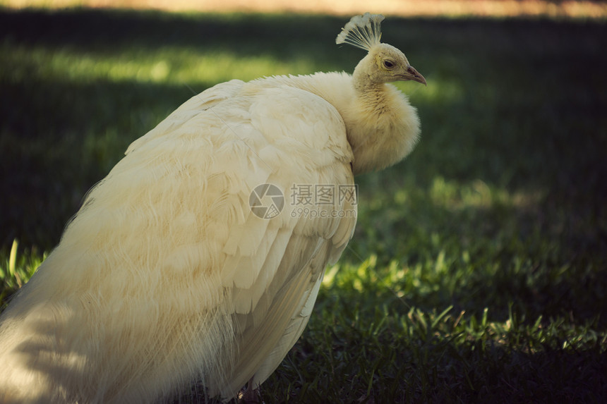 白孔雀孔雀公园花园绿色家禽白色老太婆羽毛尾巴图片