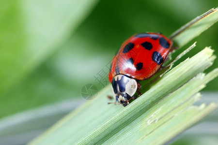 立体虫野生动物昆虫甲虫红色绿色宏观水平瓢虫背景图片