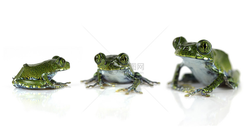 孔雀树蛙孔雀树蛙绿色动物宏观眼睛白色斑点青蛙图片