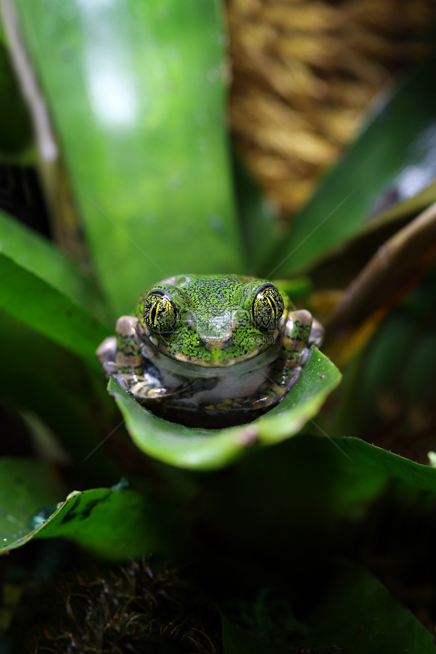 孔雀树青蛙树蛙野生动物动物热带植物绿色孔雀丛林雨林宏观图片