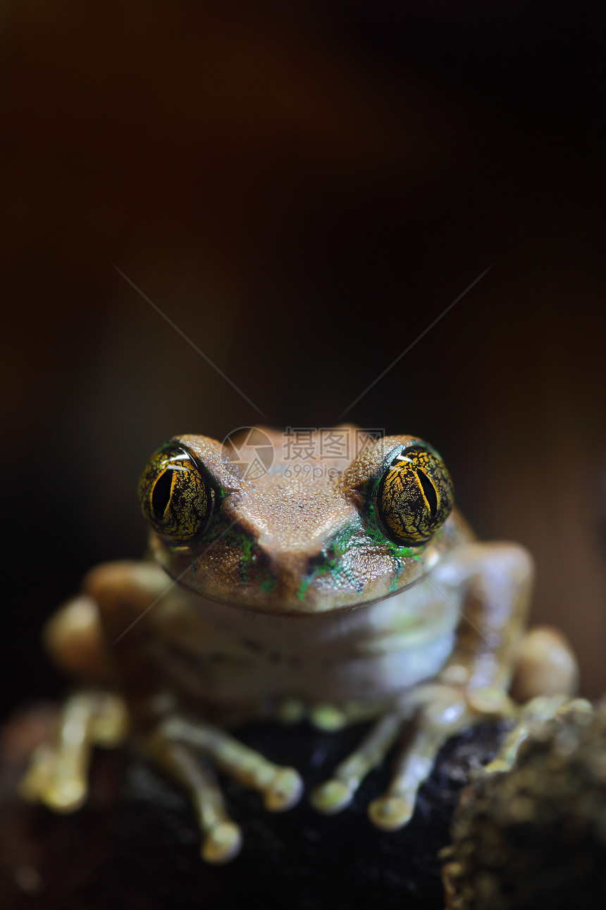孔雀树青蛙气候热带雨林野生动物丛林动物孔雀宏观眼睛树蛙图片