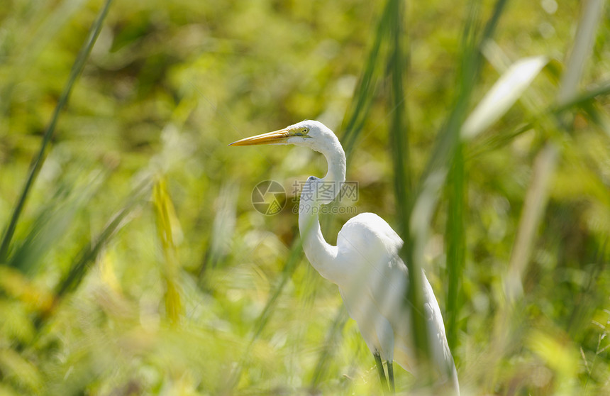 大Egret隐藏在草丛之间图片