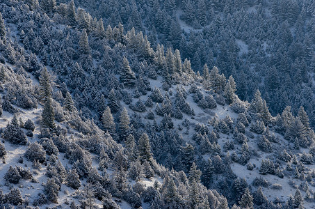 美国蒙大拿州麦迪逊县冬季密林针叶树云杉树木松树季节森林季节性山脉风景背景