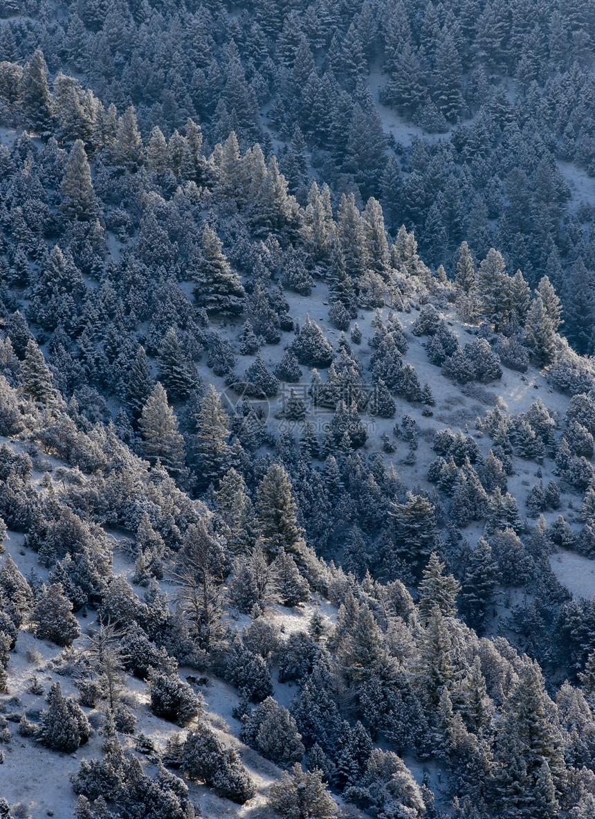 美国蒙大拿州麦迪逊县冬季密林云杉针叶树山脉树木季节性季节森林风景松树图片