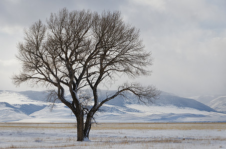 美国蒙大拿州麦迪逊县棉花木树和雪覆盖山丘背景