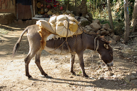 埃塞俄比亚的驴子风景动物荒野背景图片