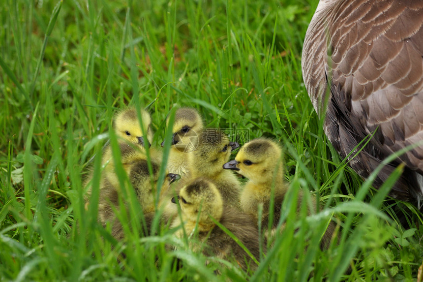 小型加拿大雪雁在绿草中行走鸭子后代婴儿荒野羽毛小鸡绿色水平黄色父母图片