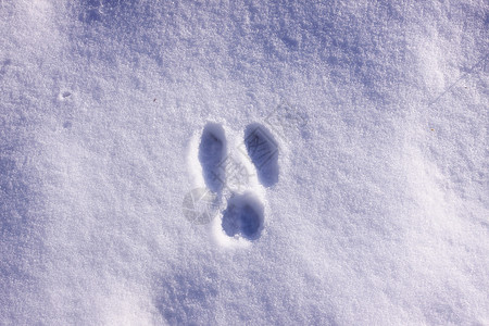 冬天雪中野兔的踪迹脚印雪花小路野生动物打印蓝色天气冻结曲目爪子背景图片
