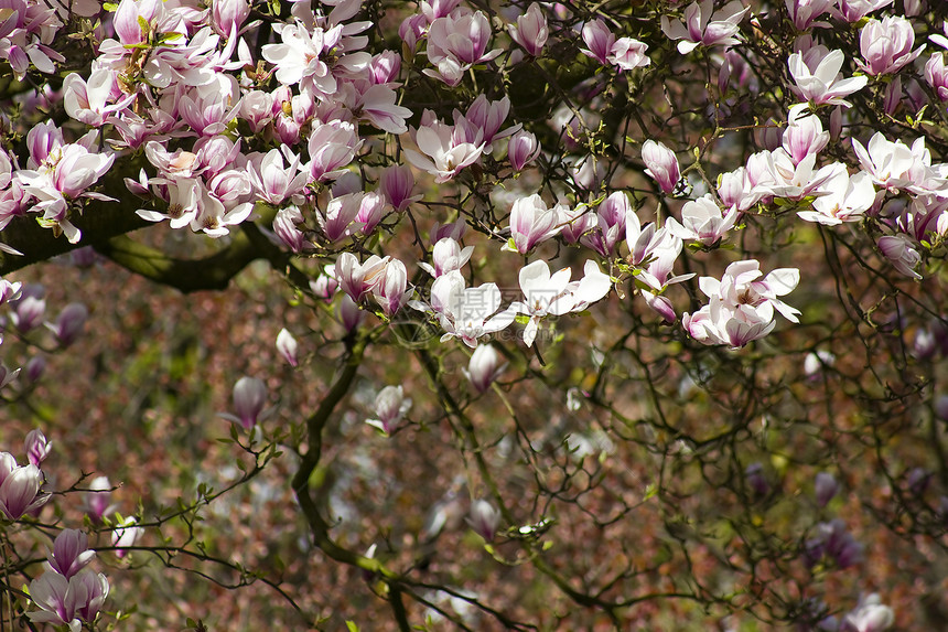 盛开的木兰花树时间果园季节性花园植物阳光阳光照射玫瑰季节公园图片