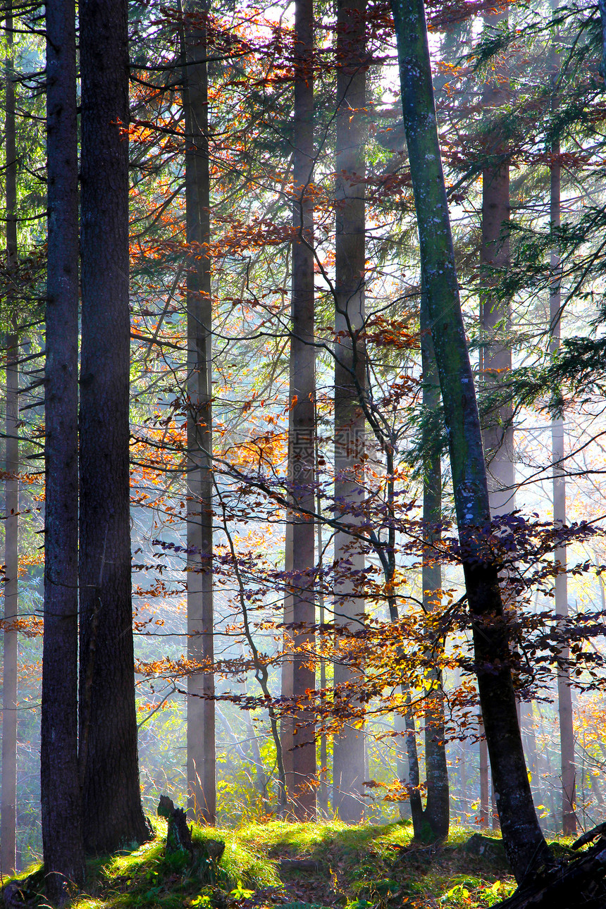 在树林里金子天空叶子荒野橙子森林橡木绿色季节性季节图片
