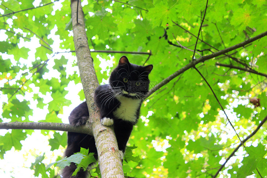 有趣的猫像鸟一样坐在树上毛皮绿色宠物木头小猫胡子哺乳动物白色黑色眼睛图片