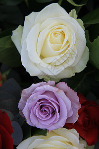 白色大玫瑰花背景图片
