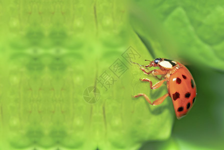 立体虫昆虫树叶甲虫绿色材料黑色白色植物环境红色背景图片