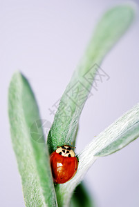 立体虫红色环境绿色黑色白色植物甲虫材料树叶昆虫背景图片