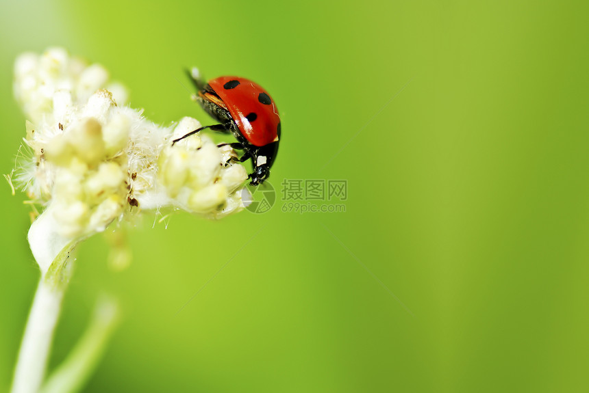 立体虫白色红色树叶昆虫绿色黑色甲虫植物环境材料图片