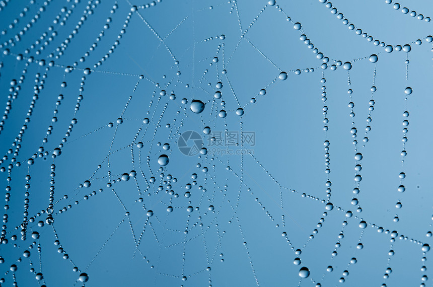 蜘蛛网野生动物蓝色陷阱动物蛛网昆虫捕食者圆圈网络宏观图片
