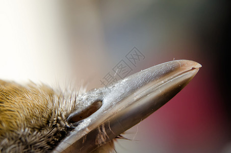 鸟嘴自然鸟类羽毛荒野动物群野生动物高清图片
