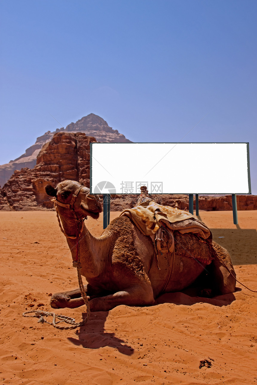 在沙漠中 有骆驼和骆驼的广告牌图片
