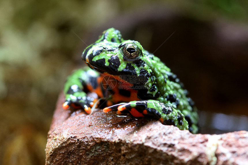 火炉青蛙动物大腹绿色便便宏观腹部蟾蜍野生动物图片