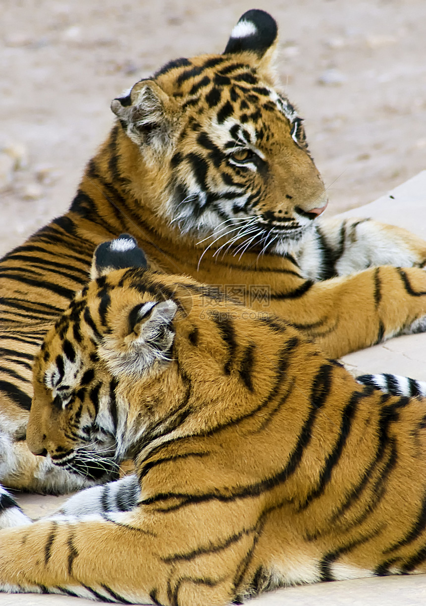 老虎力量热带哺乳动物动物群动物动物学动物园捕食者幼崽图片
